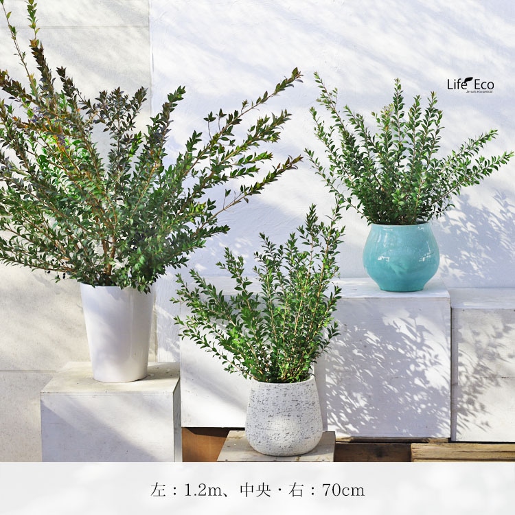 切り枝（枝物）ギンバイカ（銀梅花・銀香梅・マートル）約150cm【送料F】