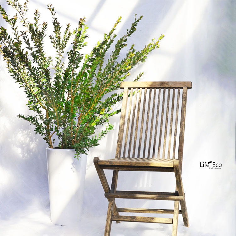 切り枝（枝物）ギンバイカ（銀梅花・銀香梅・マートル）約150cm【送料F】