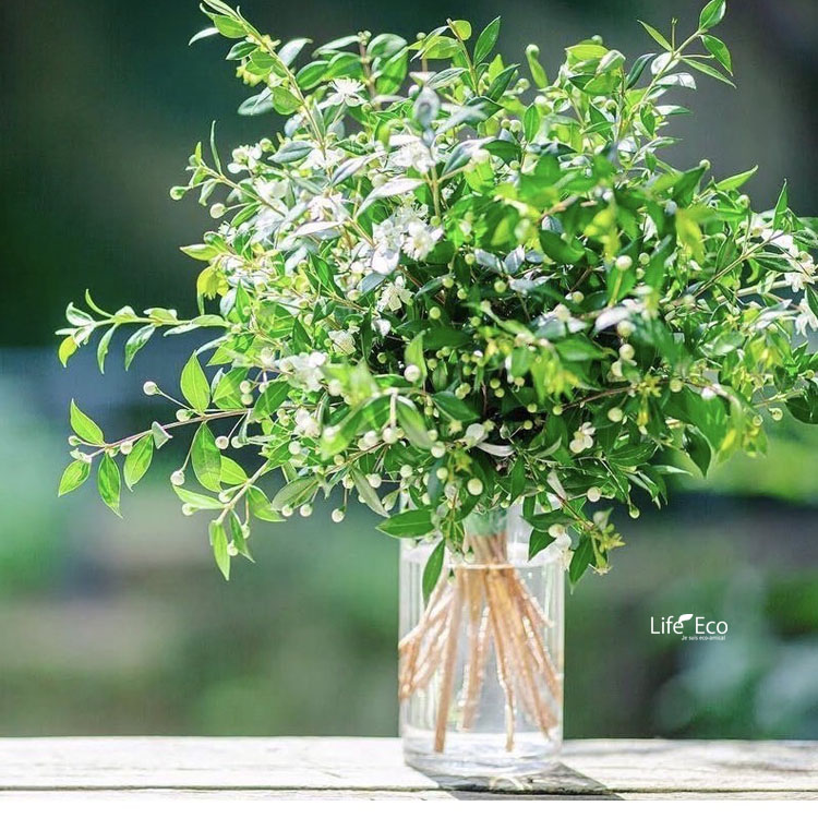 切り枝（枝物）ギンバイカ（銀梅花・銀香梅・マートル）約150cm【送料F】