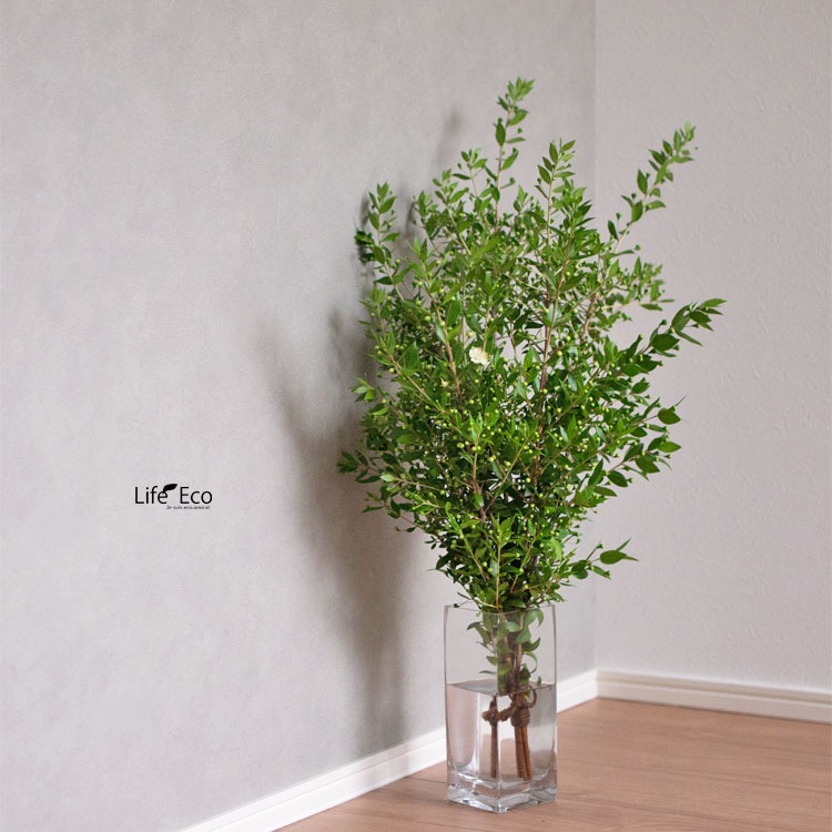 切り枝（枝物）ギンバイカ（銀梅花・銀香梅・マートル）約70cm【5本セット】【送料E】