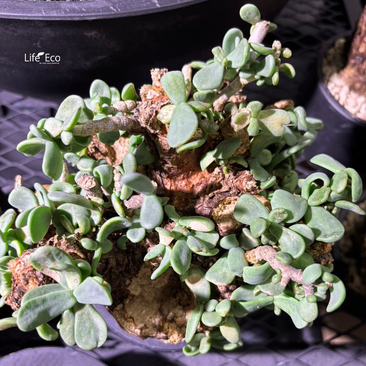 塊根植物【一点物】ケラリア・ピグマエア / 幹幅約14cm×高さ24cm【送料無料】