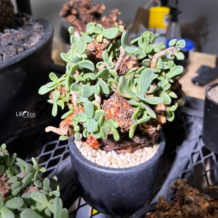 塊根植物【一点物】ケラリア・ピグマエア / 幹幅約14cm×高さ24cm【送料無料】