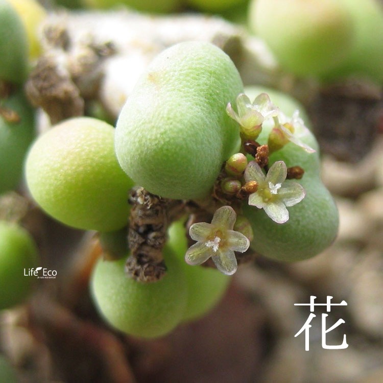 塊根植物【一点物】ケラリア・ピグマエア / 幹幅約14cm×高さ24cm【送料無料】