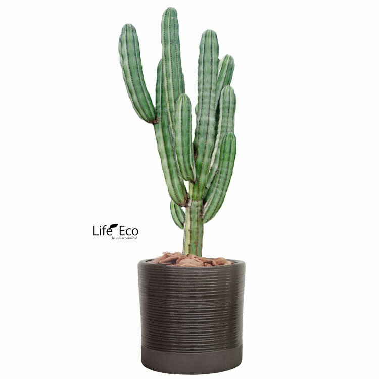 植木鉢（大型鉢カバー）セラック シリンダー ボーダー ブラック（黒）/ φ31cm×H31cm（10号）【送料E】