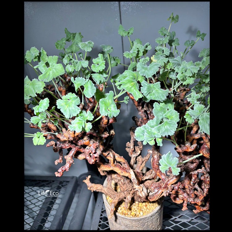 塊根植物【一点物】ペラルゴニウム・ミラビレ / 幹幅約50cm×高さ約58cm【送料無料】