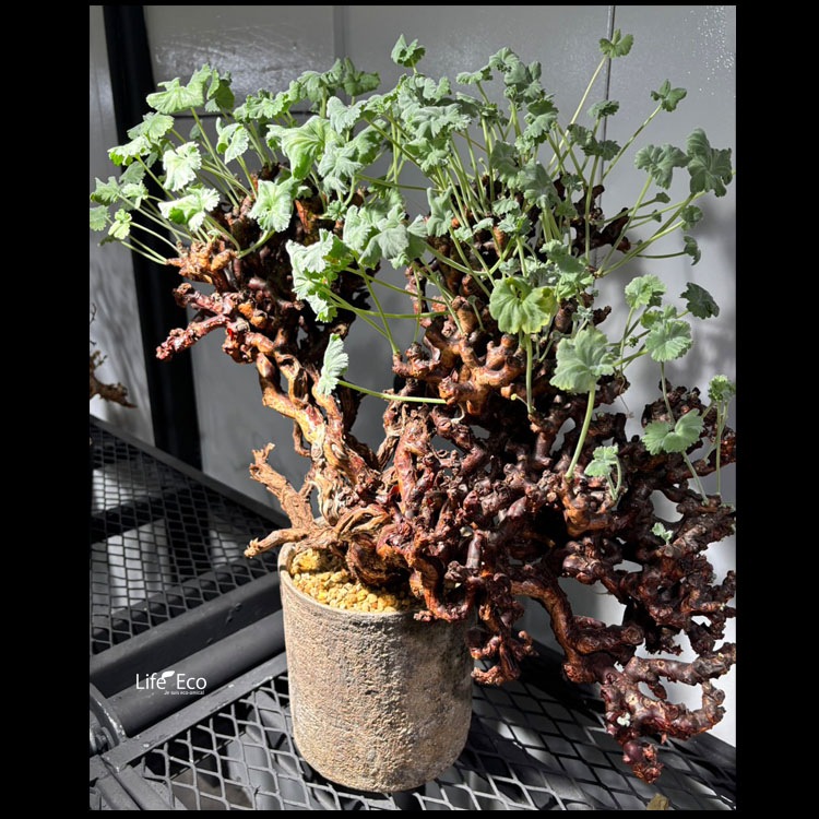 塊根植物【一点物】ペラルゴニウム・ミラビレ / 幹幅約50cm×高さ約58cm