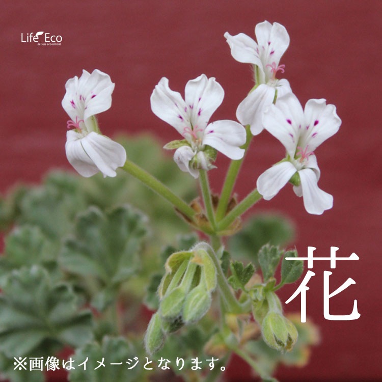 塊根植物【一点物】ペラルゴニウム・ミラビレ / 幹幅約50cm×高さ約58cm【送料無料】