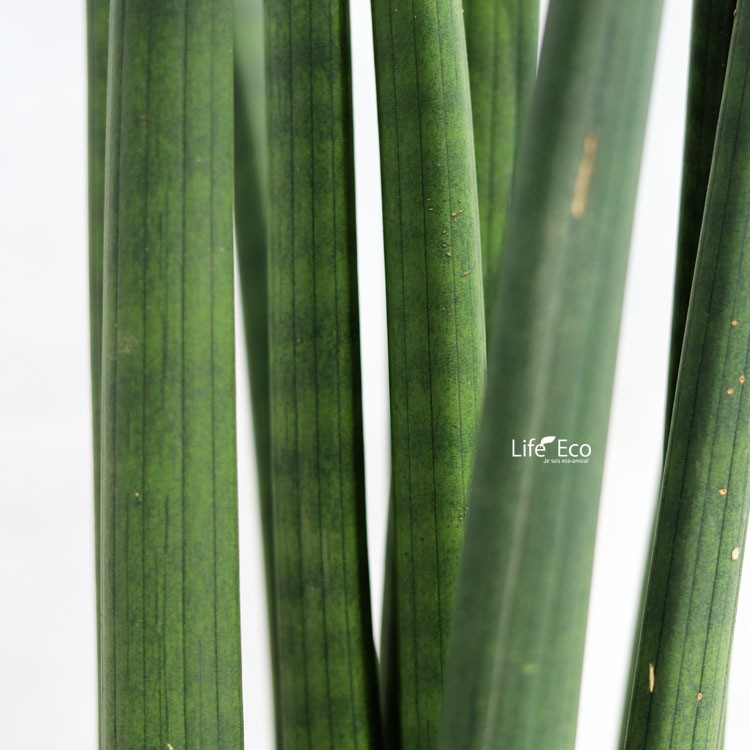 観葉植物 サンスベリア・キリンドリカ / 7寸・約H65cm【送料E】