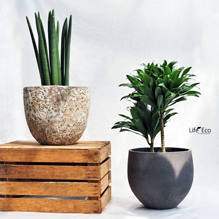 観葉植物 サンスベリア・キリンドリカ / 7寸・約H65cm【送料E】