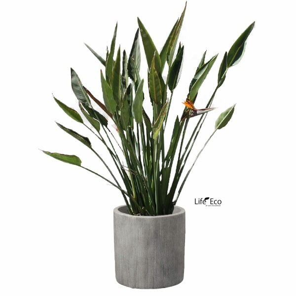 植木鉢 テラコッタ製（素焼き鉢） レイニー シリンダー ラウンド ライトグレー（灰）/ φ45cm×H45cm（15号）【送料G】