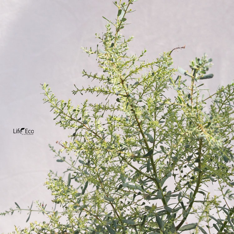 庭木・植木 ユーカリ・グニーフランスブルーレンガン / 4寸・約H35cm【送料D】