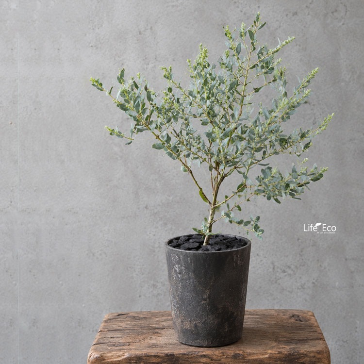 庭木・植木 ユーカリ・グニーフランスブルーレンガン / 4寸・約H35cm【送料D】