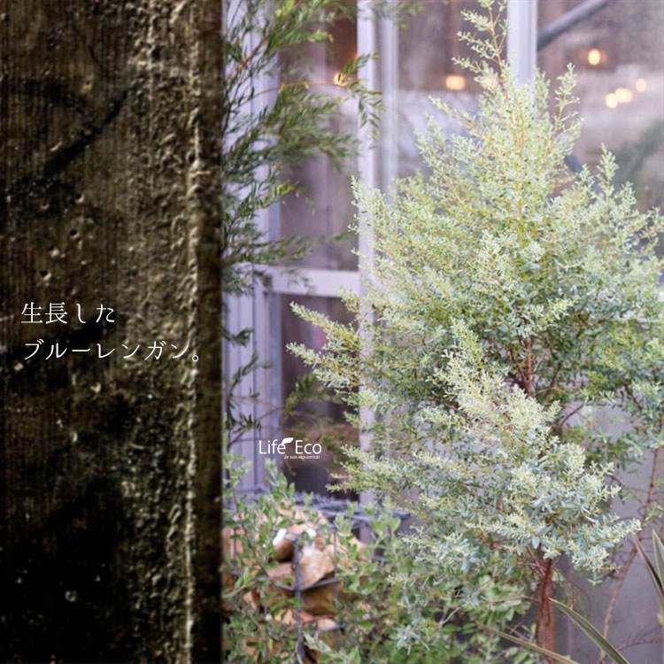 庭木・植木 ユーカリ・グニーフランスブルーレンガン / 4寸・約H35cm【送料D】