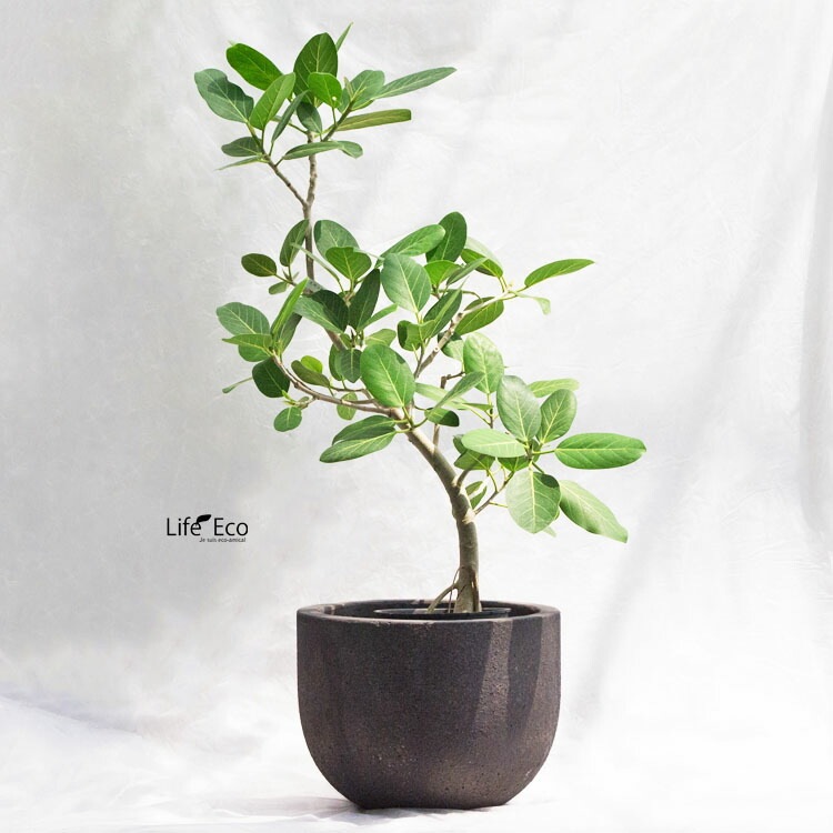 植木鉢 大型 デッカー ボウル ダークグレー（ブラック・黒）  φ38cm×H29cm（13号）【送料E】