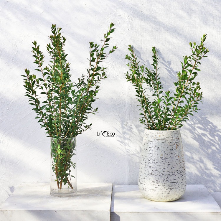 切り枝（枝物）ギンバイカ（銀梅花・銀香梅・マートル）約70cm【10本セット】【送料E】