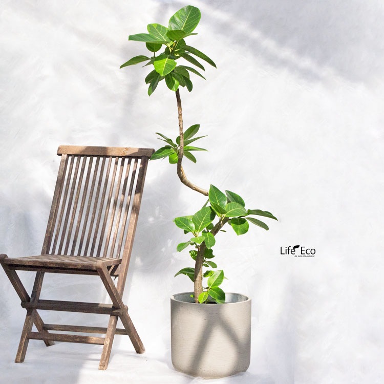 観葉植物 大型 フィカス・アルテシーマ / 8寸・約W 60cm×H150cm【送料J】