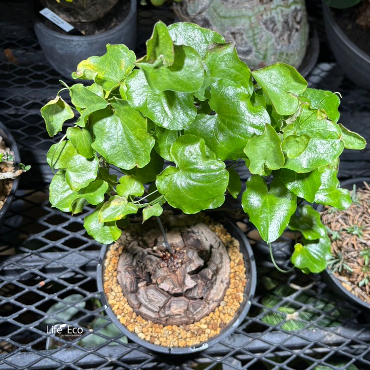 塊根植物【一点物】亀甲竜（ディオスコレア・エレファンティペス