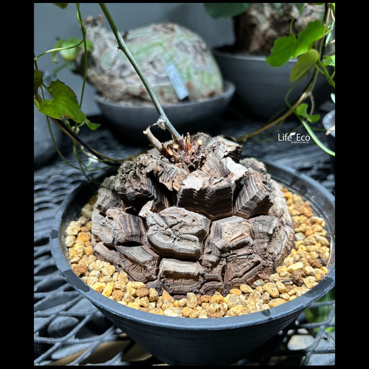 塊根植物 亀甲竜 亀甲竜の育て方｜植え替えや種まきの方法は？水やりに枯らさないコツ