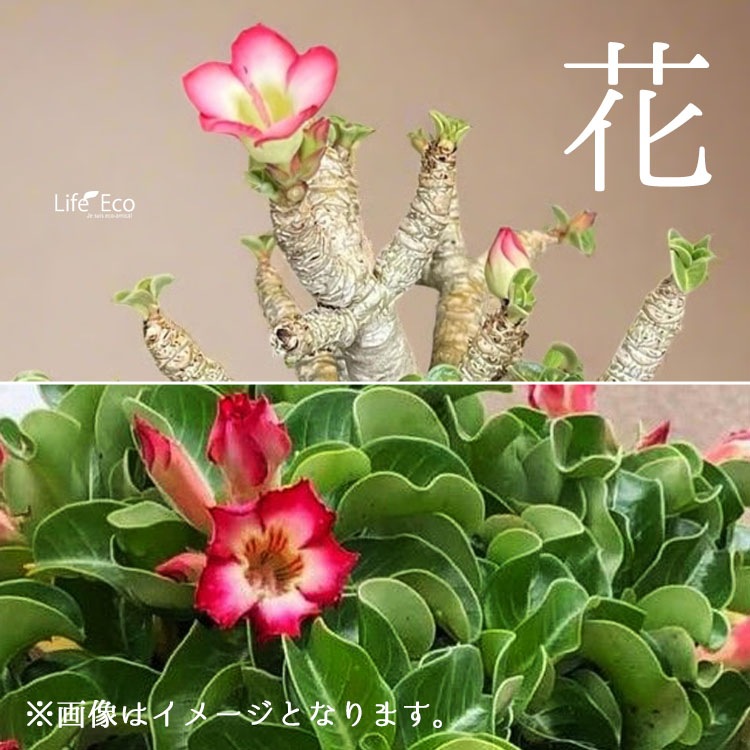 塊根植物【一点物】獅子葉アデニユウム（ドーセット・ホーン・アデニウム） / 幹幅約16cm×高さ約35cm【送料無料】