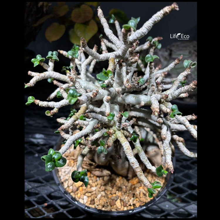 塊根植物【一点物】獅子葉アデニユウム（ドーセット・ホーン