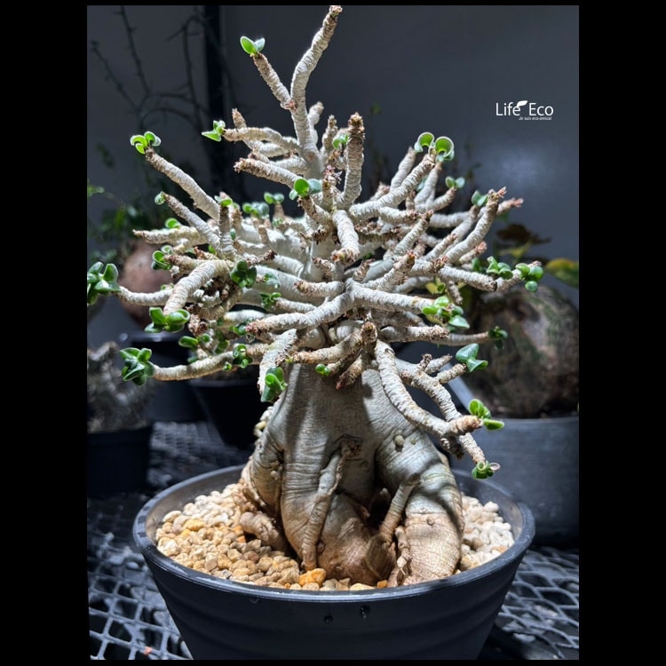 塊根植物【一点物】獅子葉アデニユウム（ドーセット・ホーン 