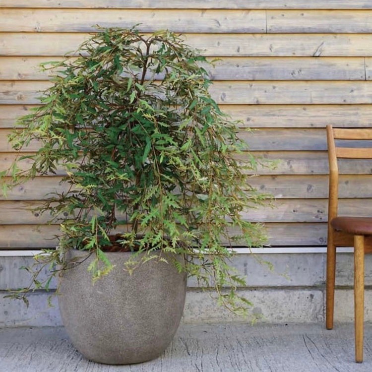植木鉢 大型 軽量 FPR製 グラナイト エッグ グレーφ55cm×H47cm（18号