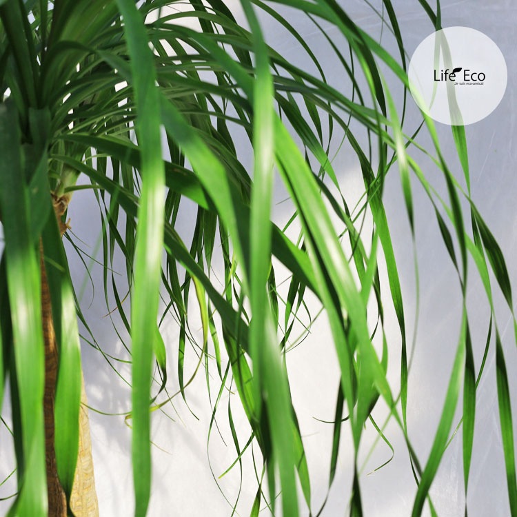 観葉植物 大型 ノリナ（トックリラン、ポニーテール） / 10寸・約W90cm×H140cm【送料J】