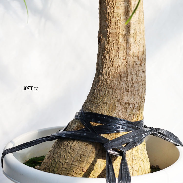 観葉植物 大型 ノリナ（トックリラン、ポニーテール） / 10寸・約W90cm×H140cm【送料J】