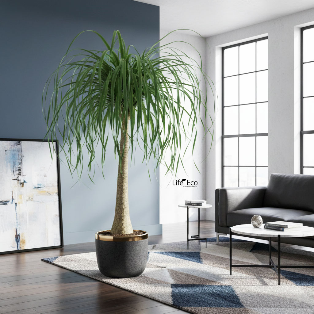 観葉植物 大型 ノリナ（トックリラン、ポニーテール） / 10寸・約W90cm×H140cm【送料J】