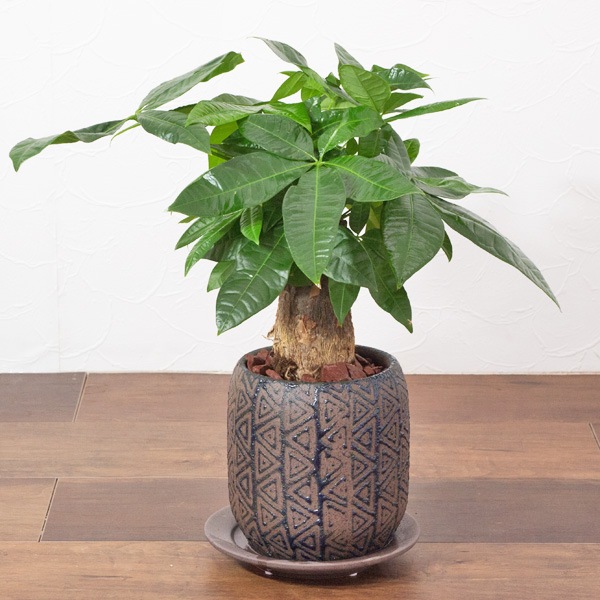 鉢土に載せるマルチングストーン（カラーストーン・化粧石）ブラウン（茶） 大粒 5～20mm  / 観葉植物、鉢花、鉢植え庭木の乾燥・害虫防止【送料無料】