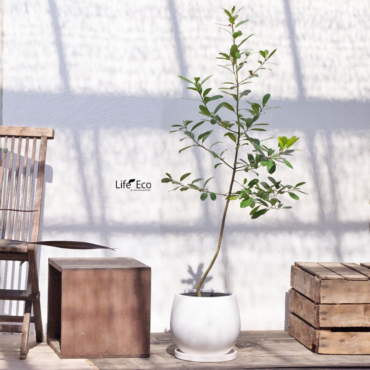 植木鉢【数量限定】釉薬陶器製インテリアポット COCOムーンL マットホワイト（白・艶無し）φ28cm×H24cm（9号・9寸）【送料D】