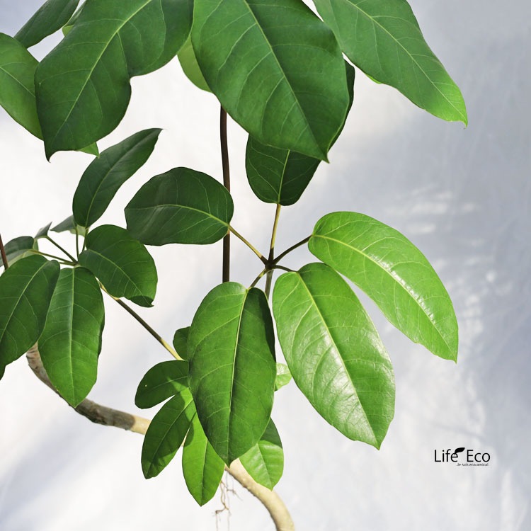 観葉植物【数量限定】シェフレラ・バッサイア（ブラッサイア