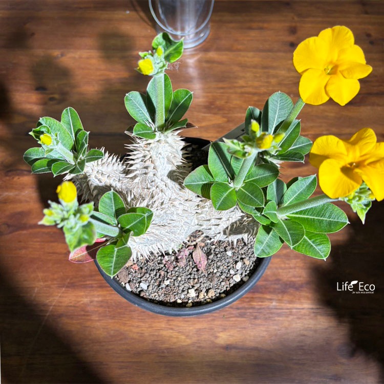 塊根植物【一点物】パキポディウム・恵比寿大黒 / 幹幅約16cm×高さ約24cm【送料無料】