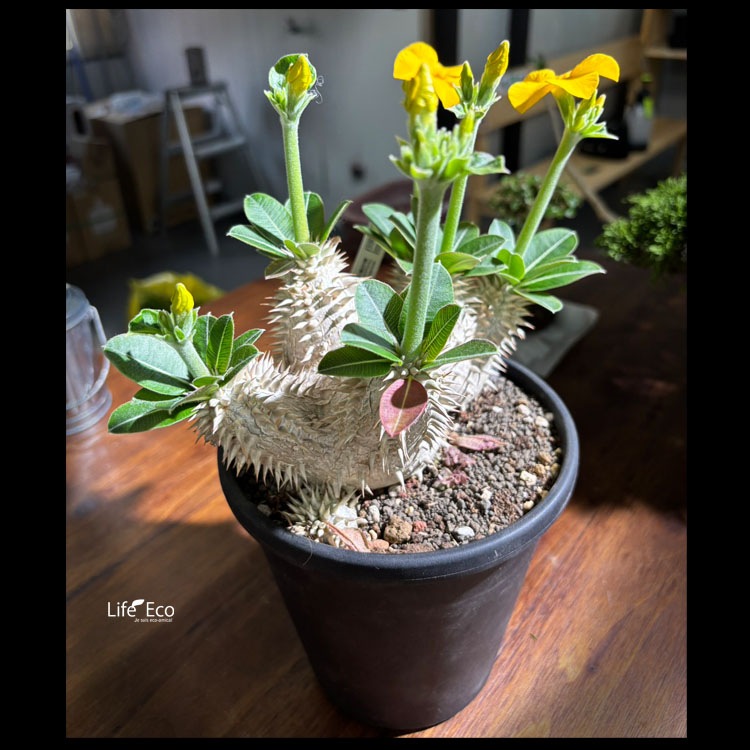 塊根植物【一点物】パキポディウム・恵比寿大黒 / 幹幅約16cm×高さ約24cm【送料無料】