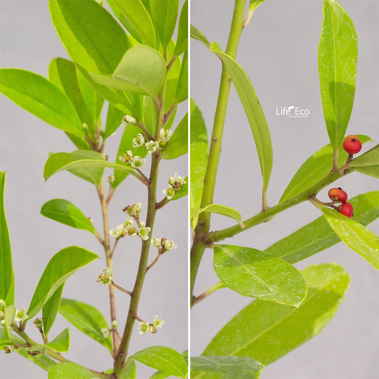 庭木・植木 マテ茶の木（イェルバマテ） / 6寸・約W100×H130cm【送料I】