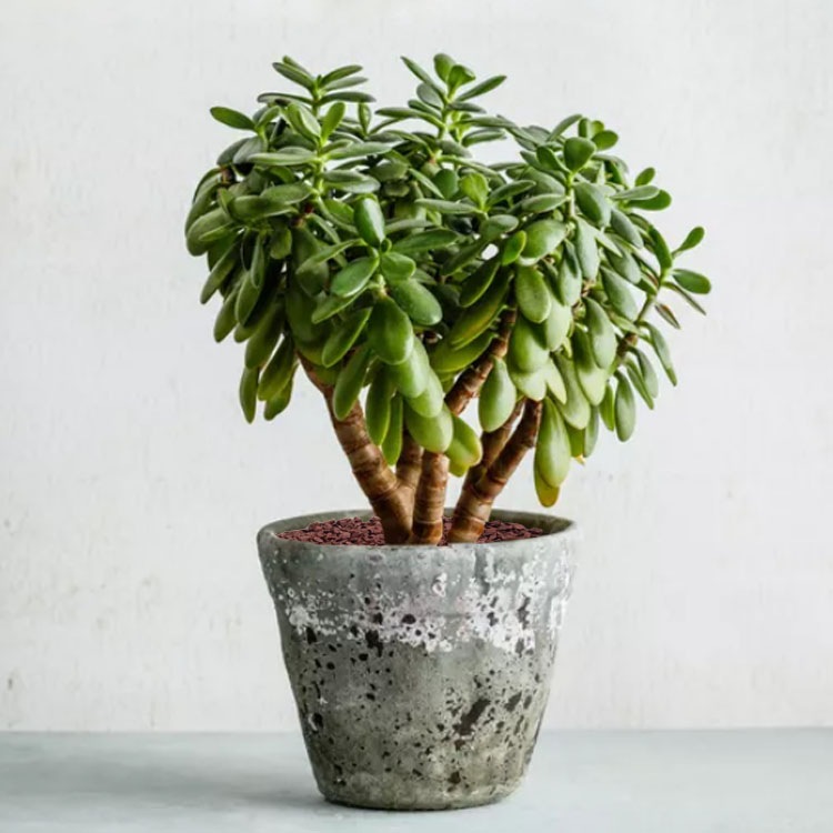 鉢土に載せるマルチングストーン（カラーストーン・化粧石）ブラウン（茶） 小粒 5～7mm  / 観葉植物、鉢花、鉢植え庭木の乾燥・害虫防止【送料無料】