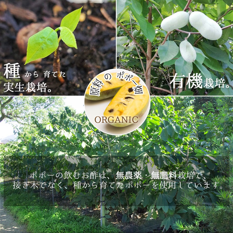 オーガニック栽培でつくった【幻の果実】ポポーの飲むお酢 200ml（無香料・無着色・保存料不使用）【送料無料】