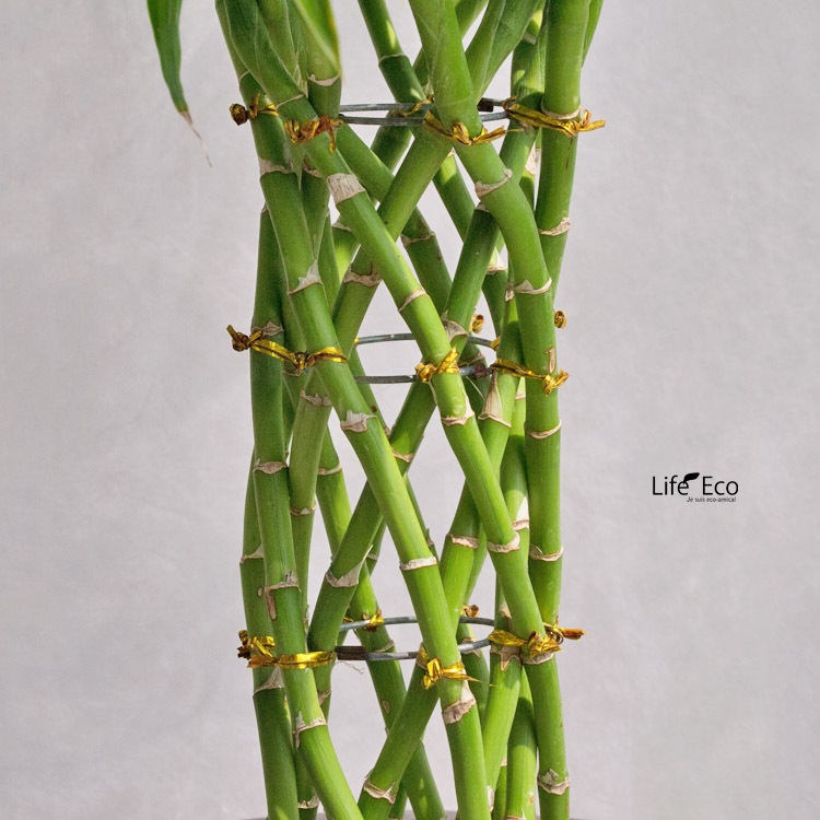 観葉植物ドラセナ・サンデリアーナ / 7寸・約W 55cm×H100cm～120cm【送料F】