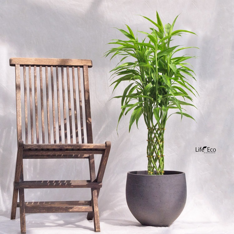 観葉植物ドラセナ・サンデリアーナ / 7寸・約W 55cm×H100cm～120cm【送料F】