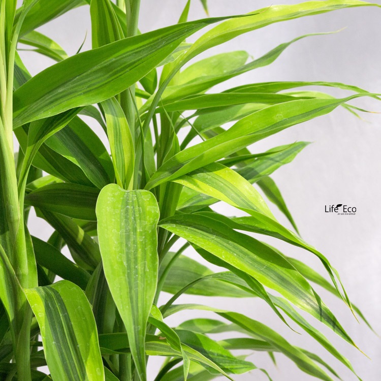 観葉植物ドラセナ・サンデリアーナ / 7寸・約W 55cm×H100cm～120cm【送料F】