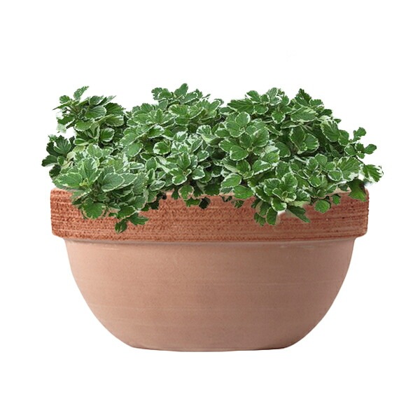 植木鉢 イタリア製 素焼き鉢 テラコッタ ジオボール スクラッチM 20cm（7号）【3個入】【送料E】