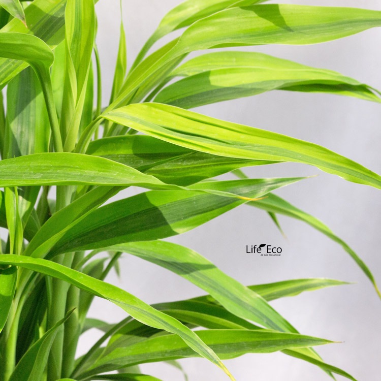 観葉植物ドラセナ・サンデリアーナ / 8寸・約W 70cm×H110cm～130cm【送料H】