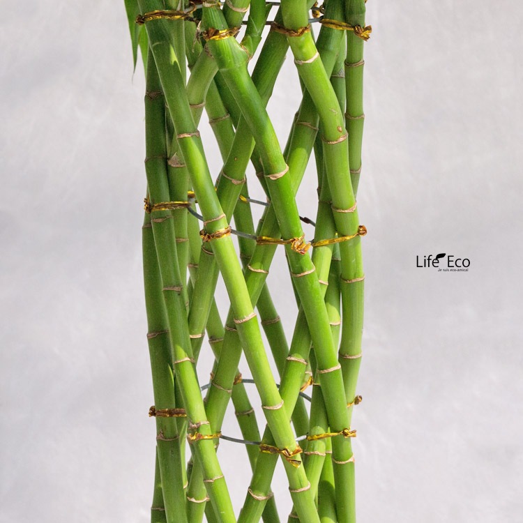 観葉植物ドラセナ・サンデリアーナ / 8寸・約W 70cm×H110cm～130cm【送料H】