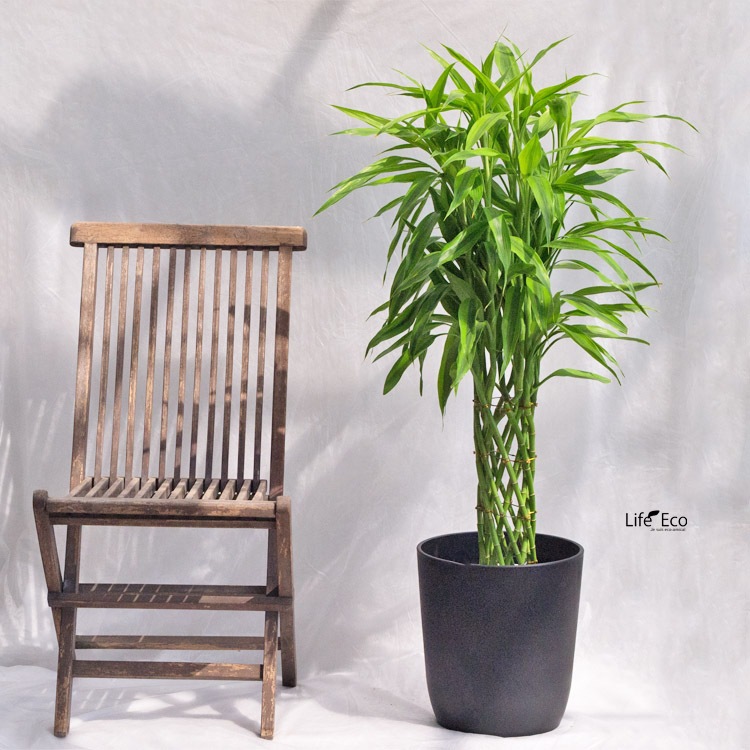 観葉植物ドラセナ・サンデリアーナ / 8寸・約W 70cm×H110cm～130cm【送料H】