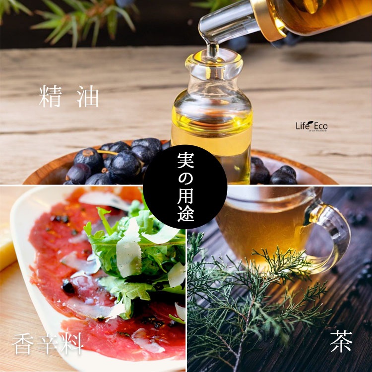 庭木・植木 ジュニパーベリー（杜松果、セイヨウネズ） / 7寸・約W35cm×H35cm【送料E】