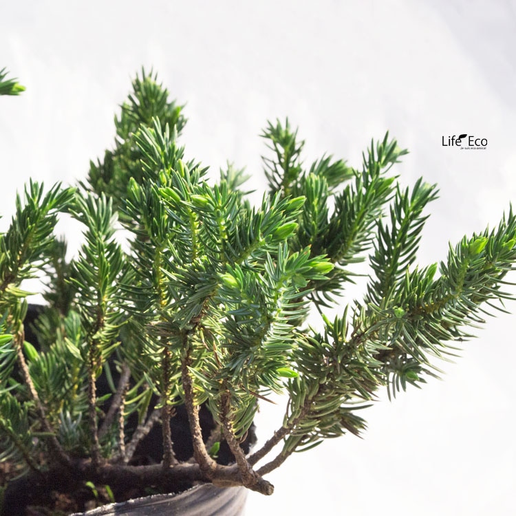 庭木・植木 デザートライム（シトラスキャビア） / 5寸・約H75～95cm