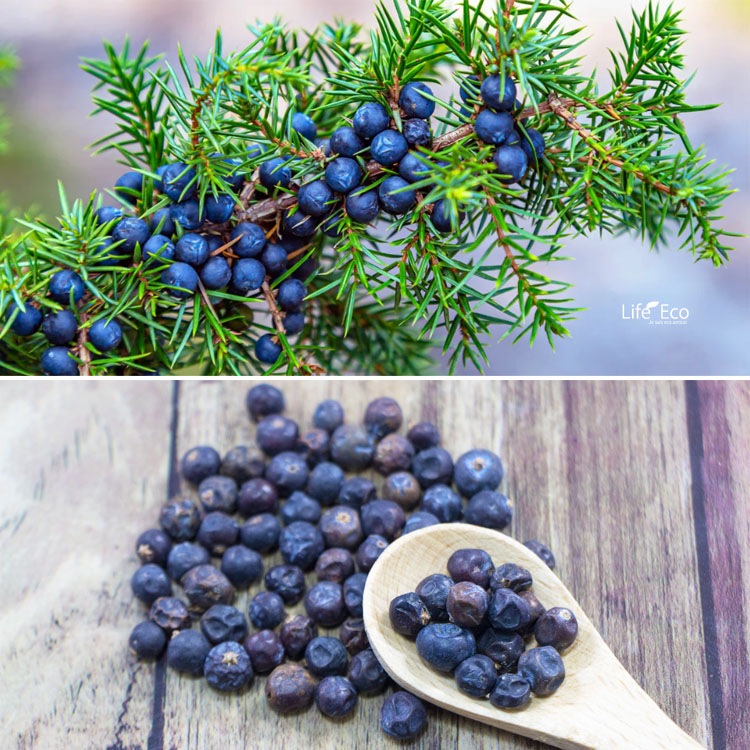 ジュニパーベリーの森のスワッグ　ベルガムナッツとドライアンドラ ジュニパーベリーの森のスワッグ ベルガムナッツとドライアンドラ