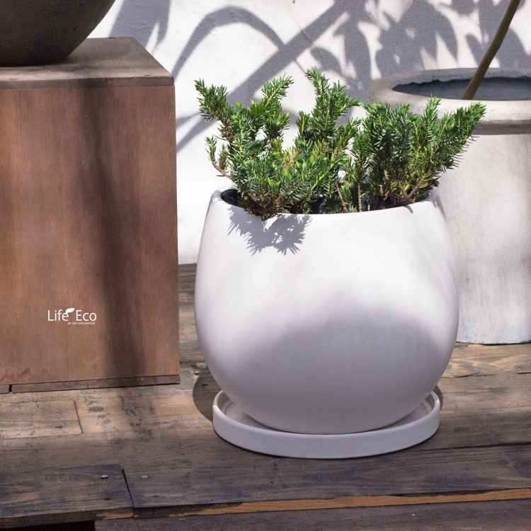 ジュニパーベリーの森のスワッグ　ベルガムナッツとドライアンドラ ジュニパーベリーの森のスワッグ ベルガムナッツとドライアンドラ