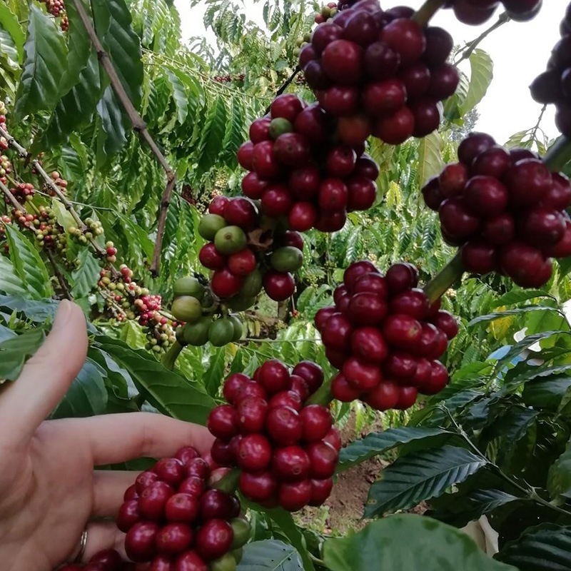 HELL-COFFEE