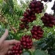 HELL-COFFEE